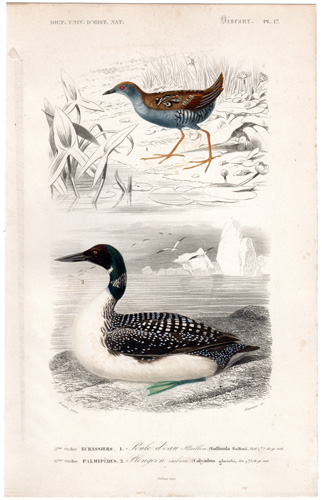 Gallinule Great Northern Diver Loon